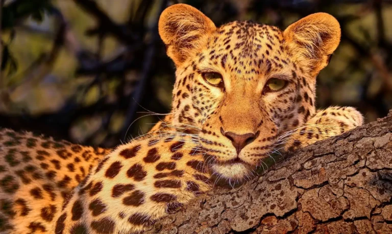 Beauty - Philippe Aubert