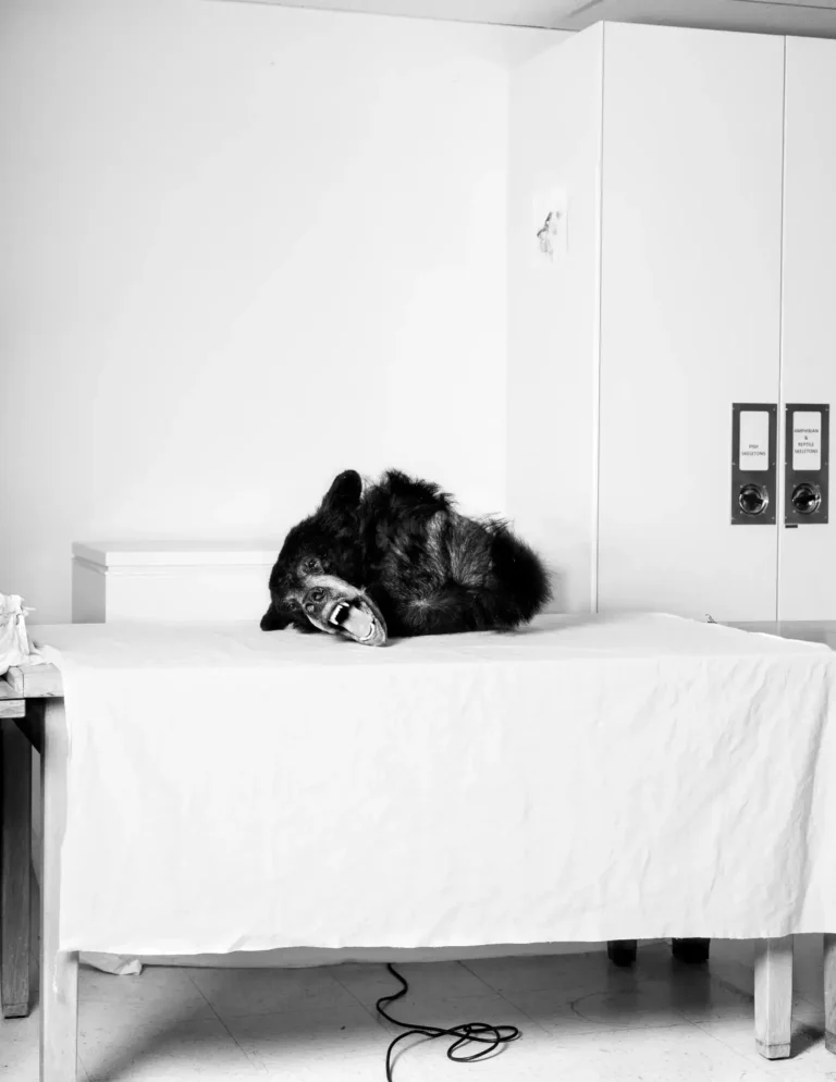 Black Bear - Austin Cullen