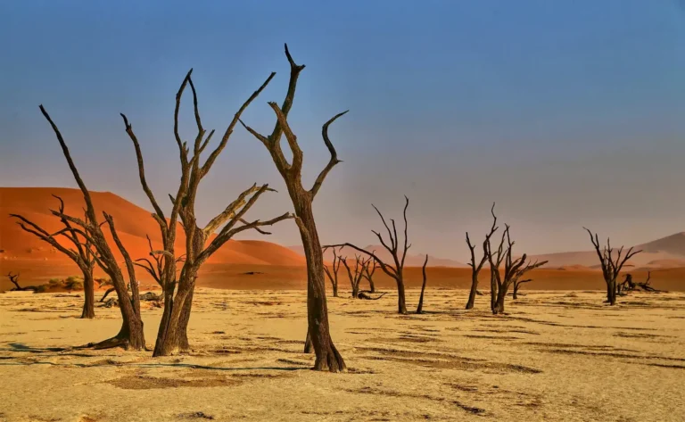 Desolation - Philippe Aubert