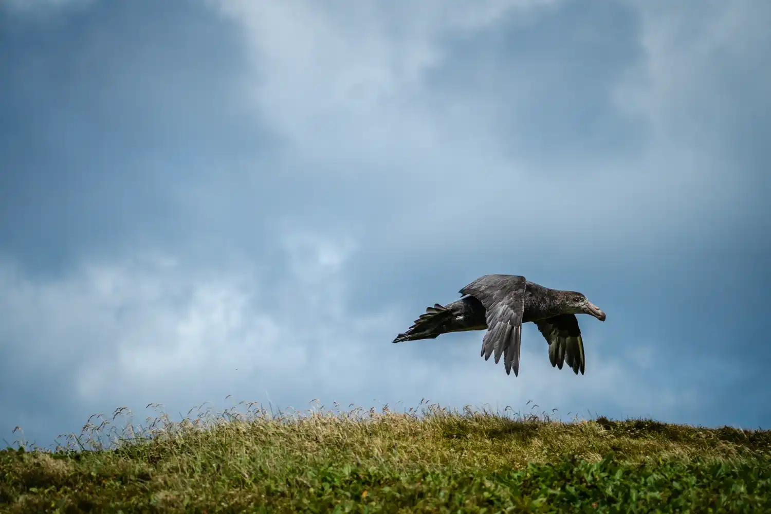 Enderby Island - Giant Petrel, by Aviaaja Schlüter, Winner of Open Theme 2025