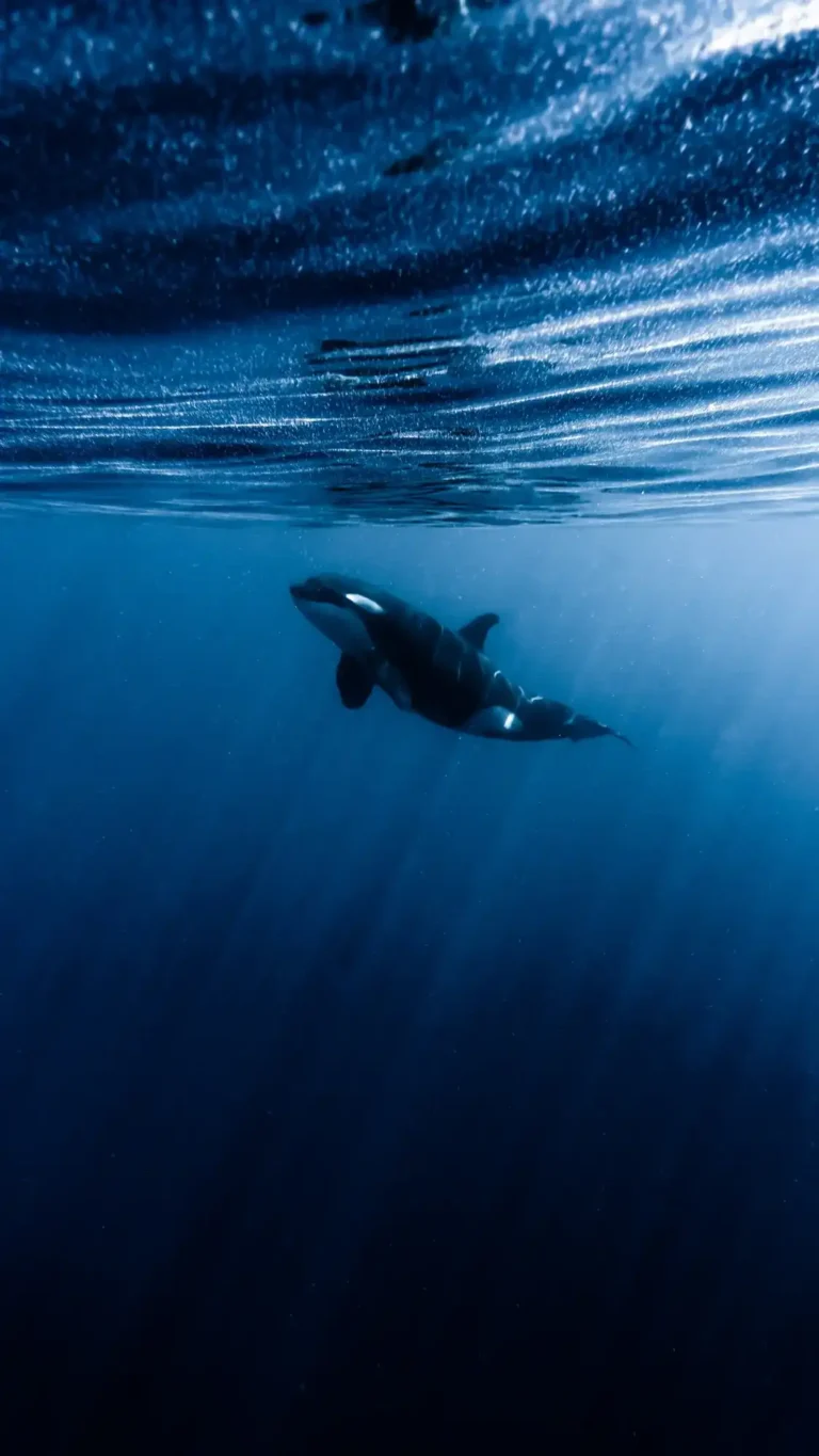 Orca con esperanza - Nicolas Marin