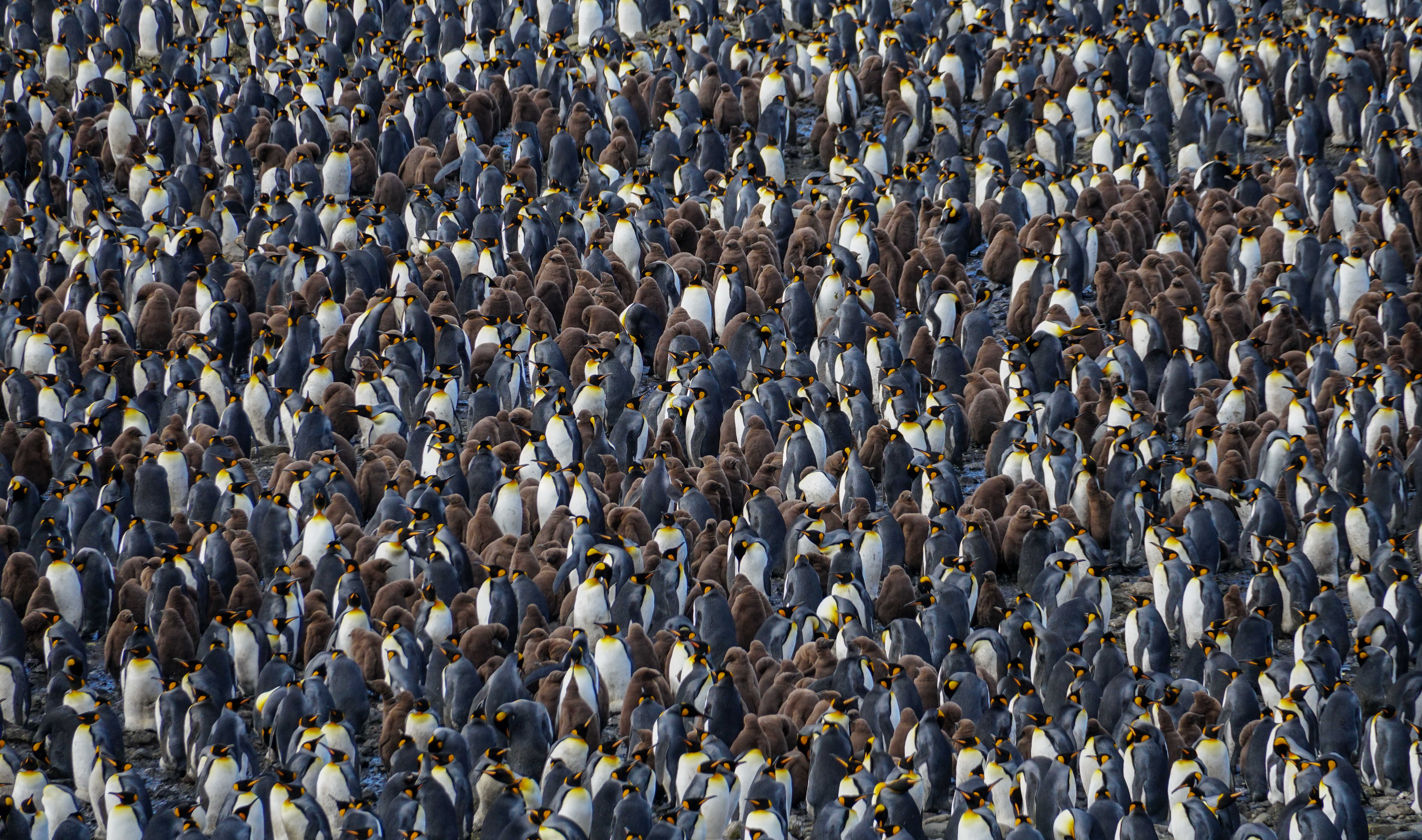 South Georgia - King Penguins, by Aviaaja Schlüter, Winner of Open Theme 2025