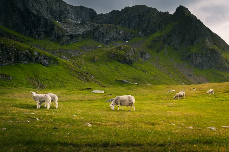 Flakstad Sheeps - Oliver Granados