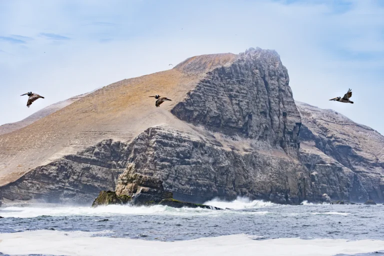 Wings in Motion - David Thurman